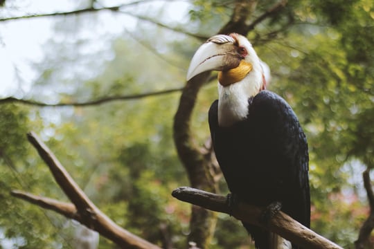 Bird-sighting Tours